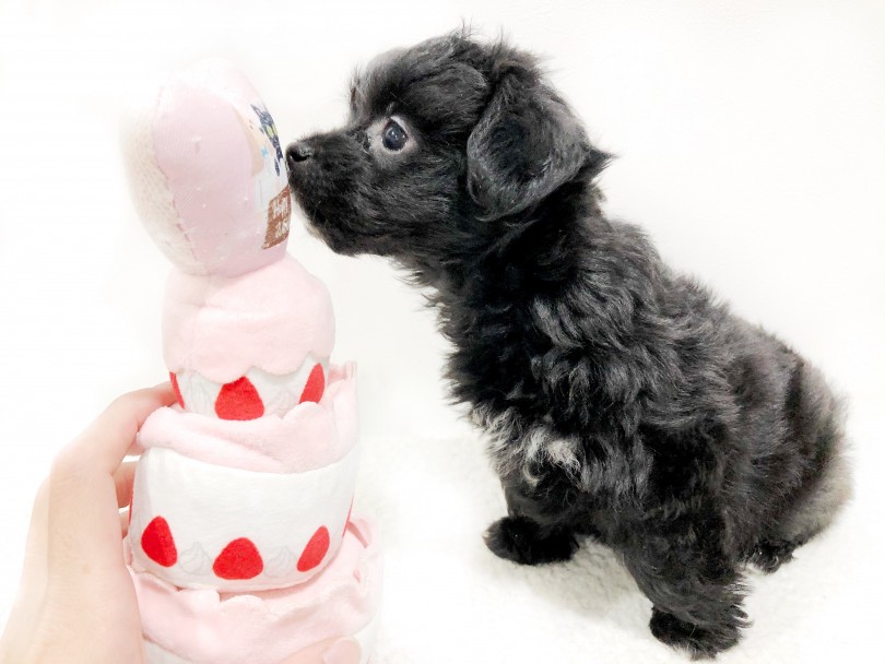 小さなお鼻を一生懸命動かしながら匂いチェック | MIX犬 チワプー (11884) - 横浜 白楽店