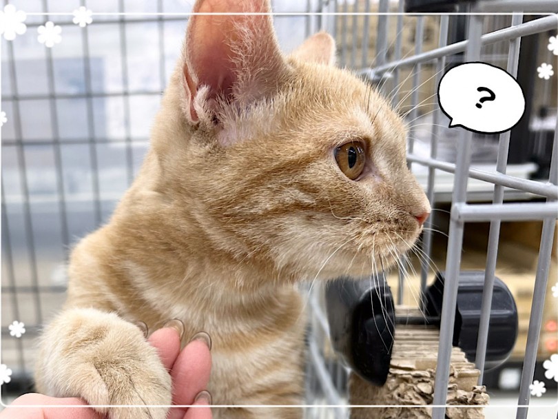 元気な男の子、アメショくん | アメリカンショートヘア （312073） - 横浜 港北ニュータウン店