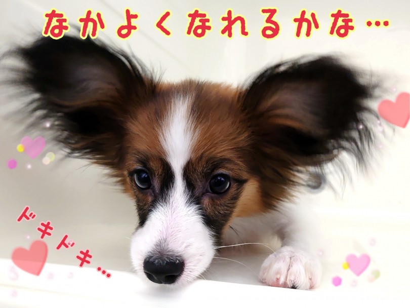 性格も良くてとっても優しいパーフェクトわんこです♪ | パピヨン （130393） - 高井戸店