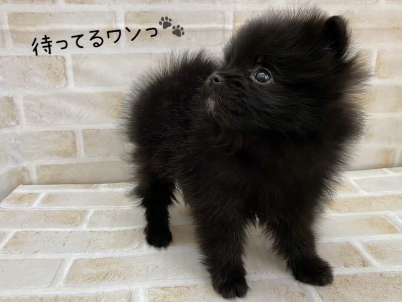 ビビっと来たそこのあなた！お早目のご来店をお待ちしております！ | ポメラニアン （116664） - 下丸子店
