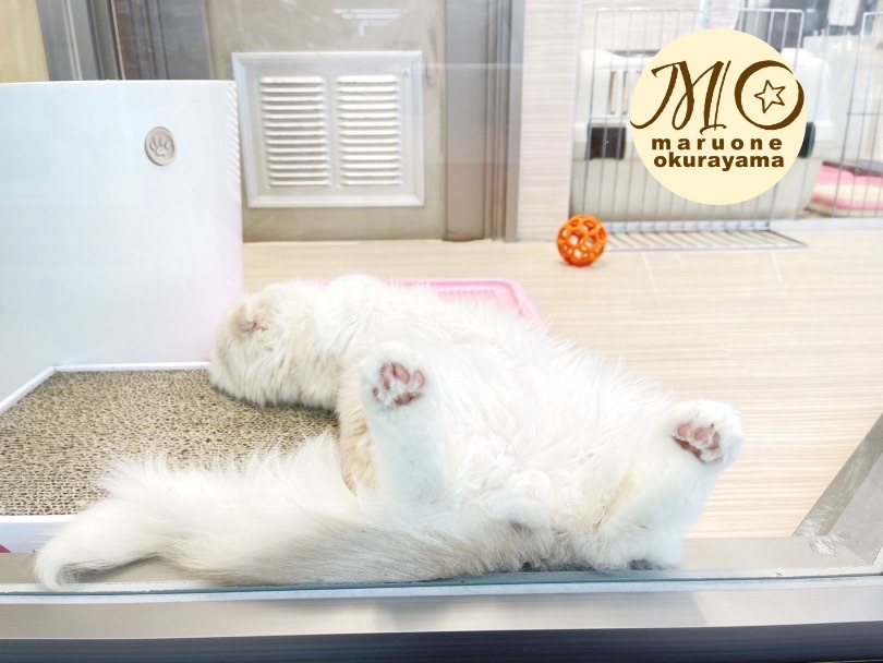 寝てる時のヘソ天 | スコティッシュフォールド （6131104） - 横浜 大倉山店