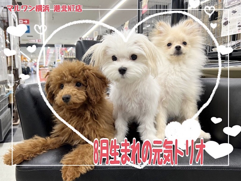 【 犬の社会性 】ポメラニアン・トイプードル・マルチーズの8月トリオ