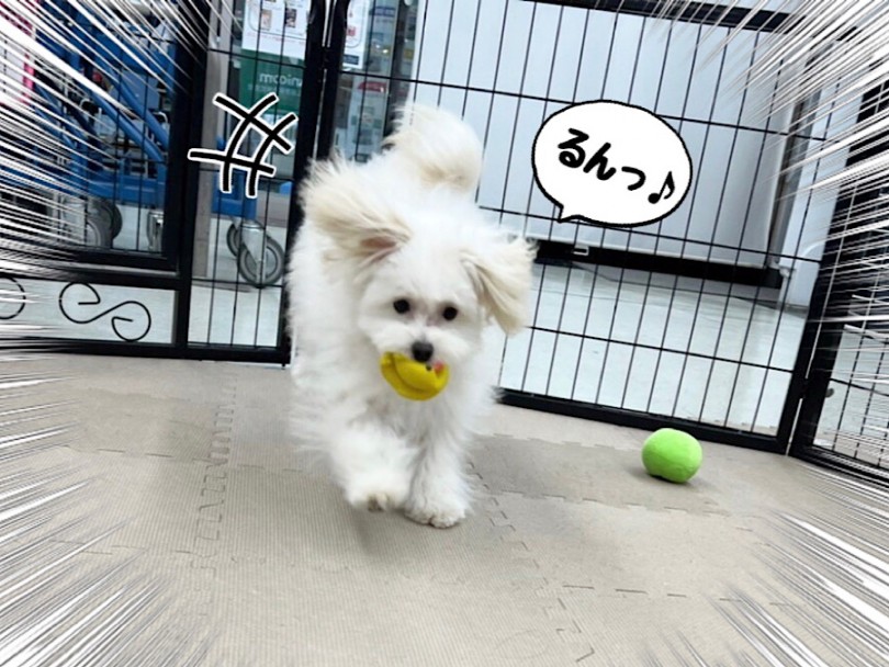 ワンコさん大好き！人が大好き！に成長しました | MIX犬 ポメプー （312050） - 横浜 港北ニュータウン店