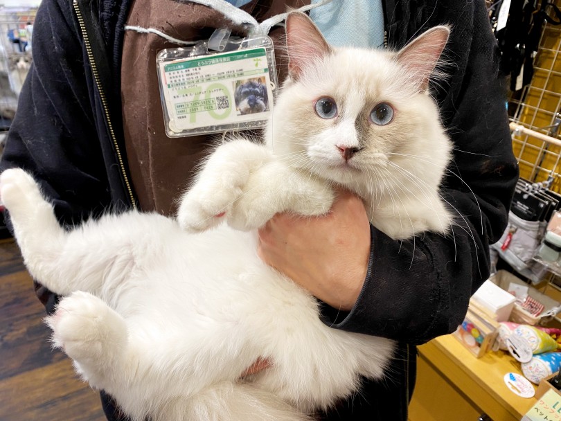性格も出来上がっており、抱っこが大好き | ラグドール （11872） - 横浜 白楽店