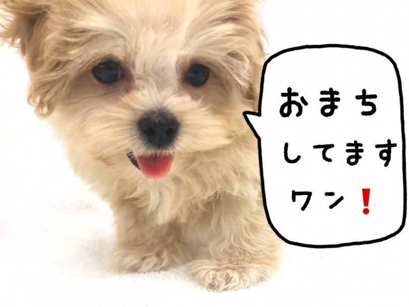 トイプードルの愛嬌と快活さ、シーズーの丸みのある体つきを併せ持った素敵なMIXちゃん | MIX犬 プーズー （118626） - 城山店