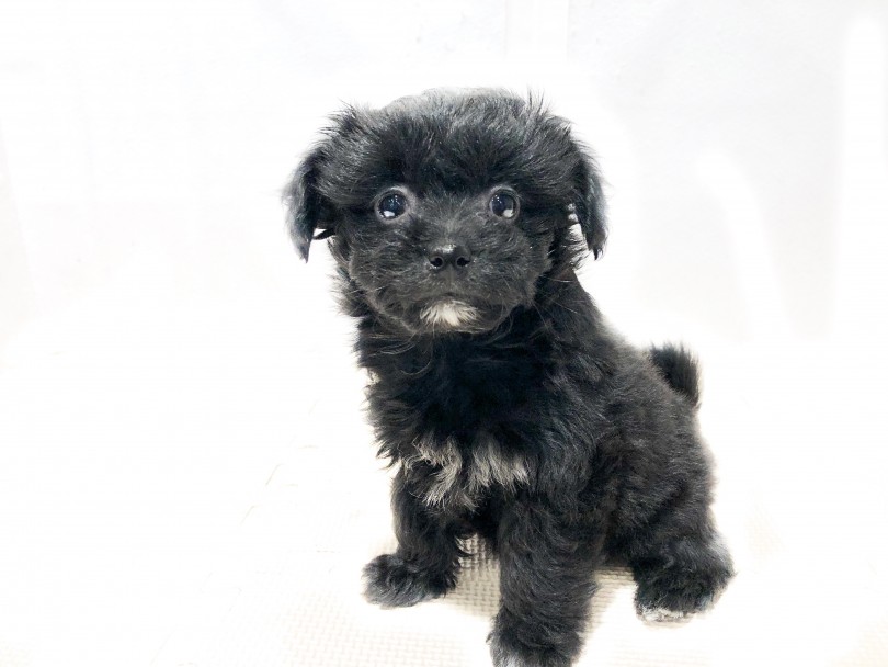 触り心地はチワワのようにサラサラしておりますが、お顔の作りはトイプードルのよう | MIX犬 チワプー (11884) - 横浜 白楽店