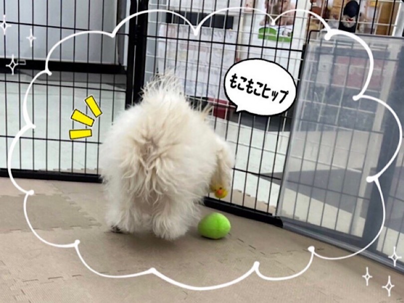 両親の良い所が満載 | MIX犬 ポメプー （312050） - 横浜 港北ニュータウン店