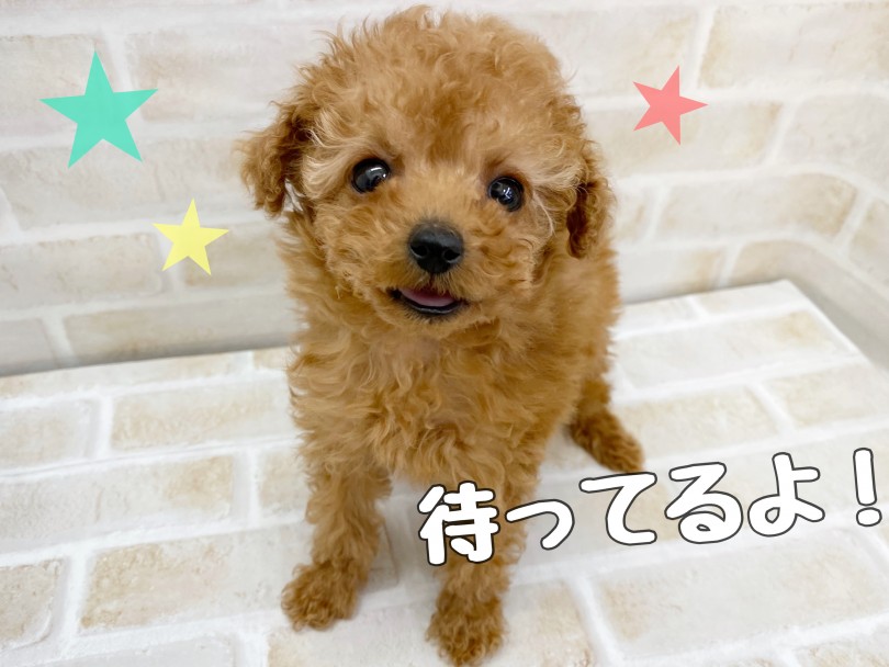 トイプードルくんと一緒に生活してみませんか? | トイ・プードル (116663) - 下丸子店