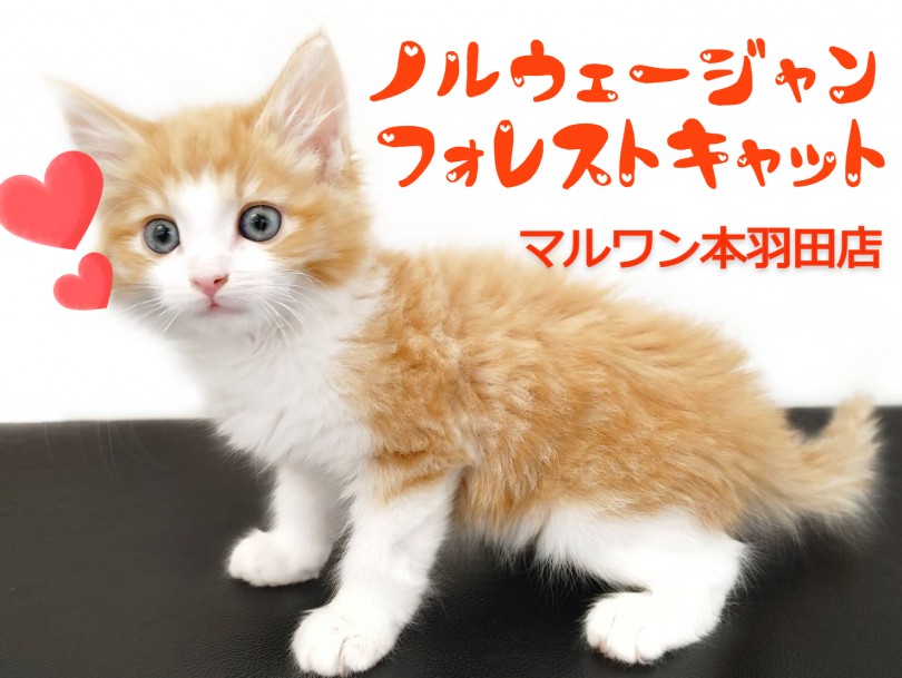 【 ノルウェージャンフォレストキャット 】地域NO.1の美顔を持つ王子様登場！
