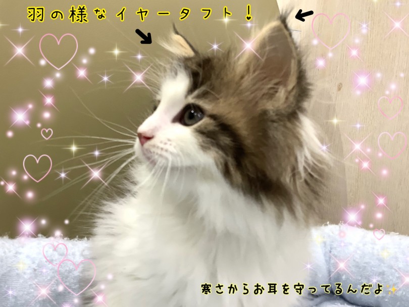 チャームポイントは三角のお耳にある羽の様にふわふわのイヤータフト | サイベリアン （130392） - 高井戸店