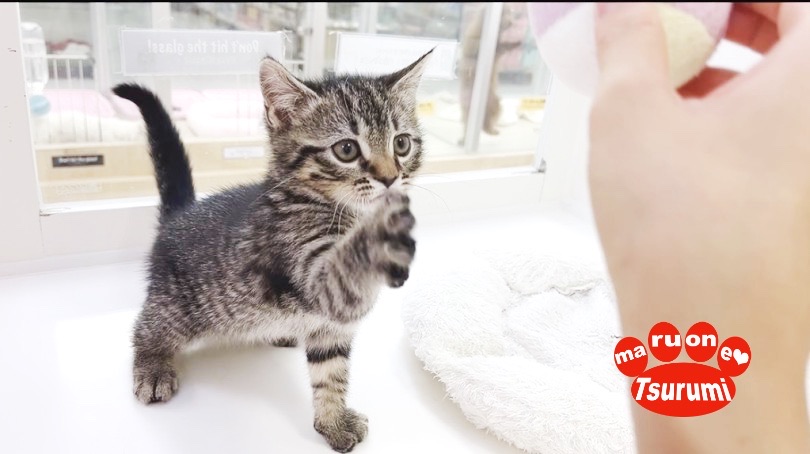 甘え上手な活発にゃんこ | スコティッシュフォールド （713847） - 横浜 鶴見店
