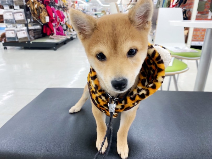 生後4ヶ月を迎えた小さな和犬代表プリンセス | 豆柴 （120477） - 横浜 今宿店