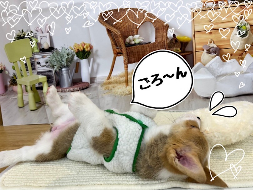 生後78日のコーギーちゃん | ウェルシュコーギーペンブローク （312075） - 横浜 港北ニュータウン店