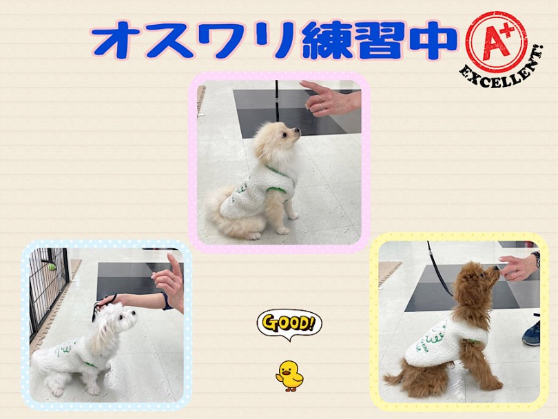 パピートレーニング - 横浜 港北ニュータウン店