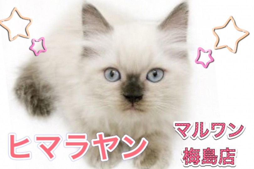 【 ヒマラヤン 】クールな見た目の甘えん坊！ヒマラヤンくんの成長を大公開！！