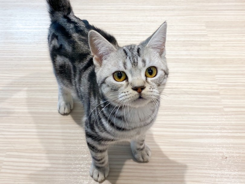 抜群の社交性を兼ね備えた短毛界の美猫！ | アメリカンショートヘア （120458） - 横浜 今宿店