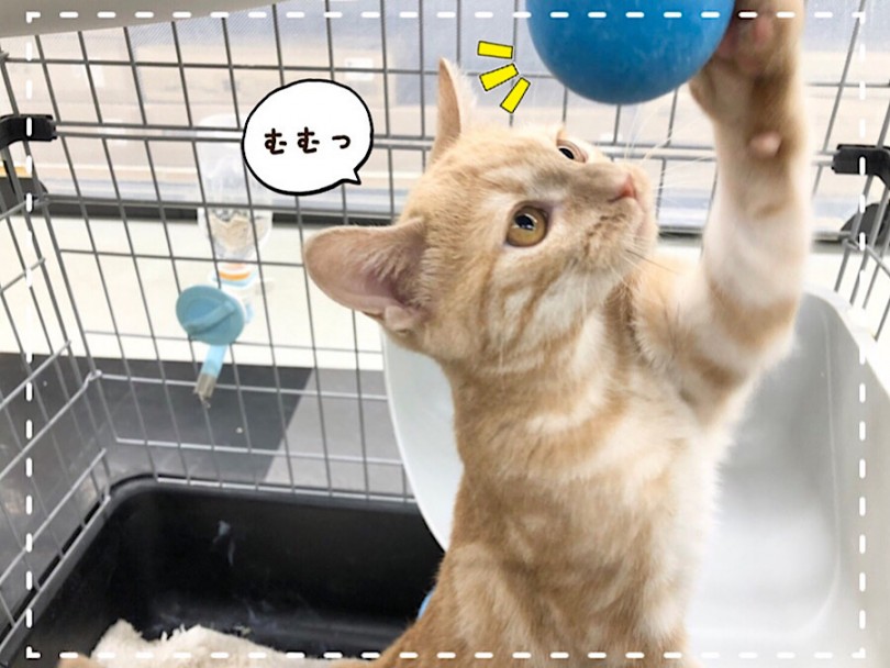 アメショくんは遊ぶ事や食べる事が大好き♡ | アメリカンショートヘア （312073） - 横浜 港北ニュータウン店