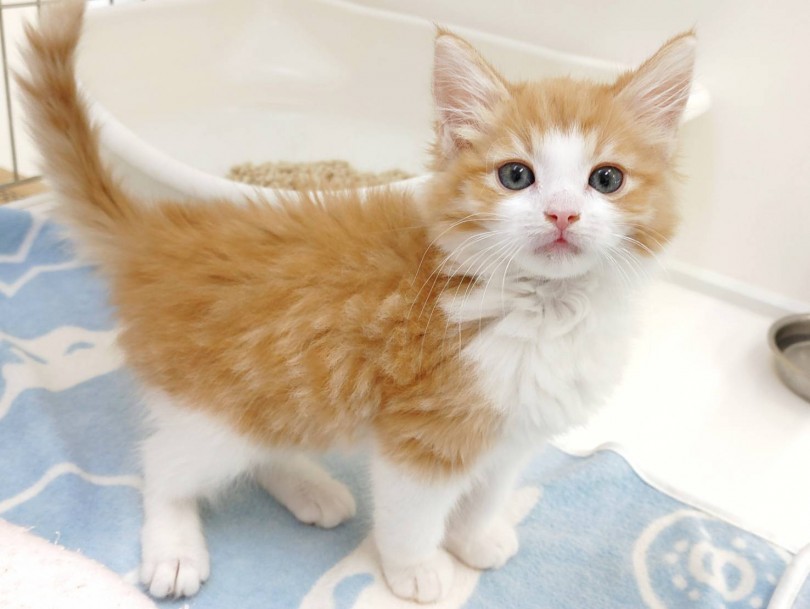 毛量たっぷりの大きな体に対して性格は大人しく甘えん坊 | ノルウェージャンフォレストキャット （512783） - 本羽田店