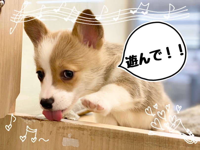人が大好きな甘えん坊さん | ウェルシュコーギーペンブローク （312075） - 横浜 港北ニュータウン店
