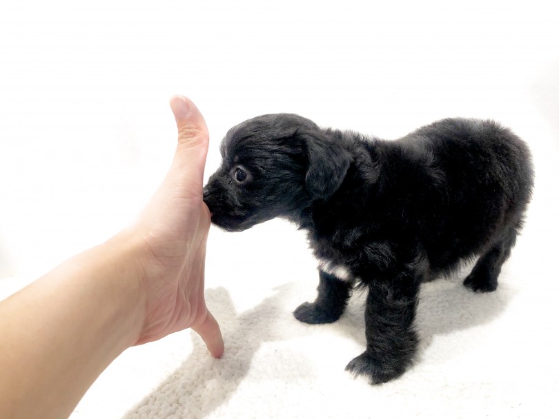 ぜひお家に連れて帰って手をパーにして背比べをしてみてくださいね | MIX犬 チワプー (11884) - 横浜 白楽店
