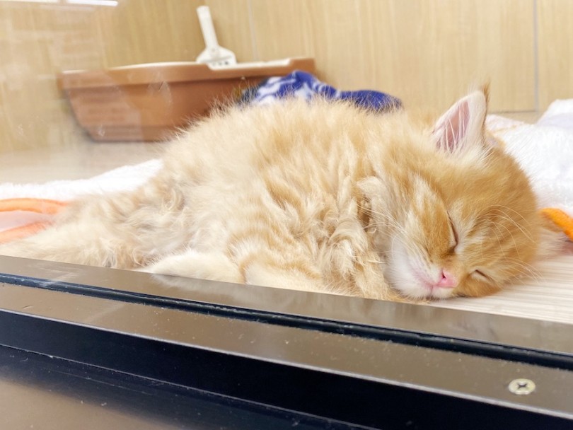 入店初日からいつも寝る場所はガラス側♡ | サイベリアン （120490） - 横浜 今宿店