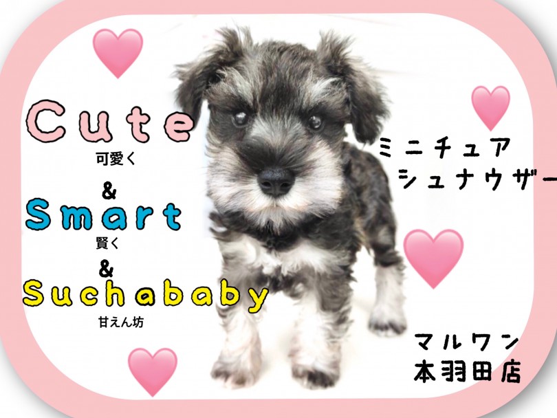 【 ミニチュアシュナウザー 】スタッフお墨付きの頭脳を持つ最強の甘えんぼガール！