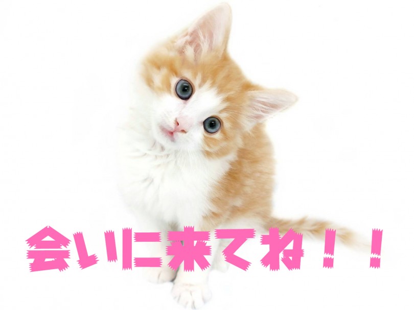 気になった方は家族が決まる前…すなわち今すぐにご来店くださいね！ | ノルウェージャンフォレストキャット （512783） - 本羽田店