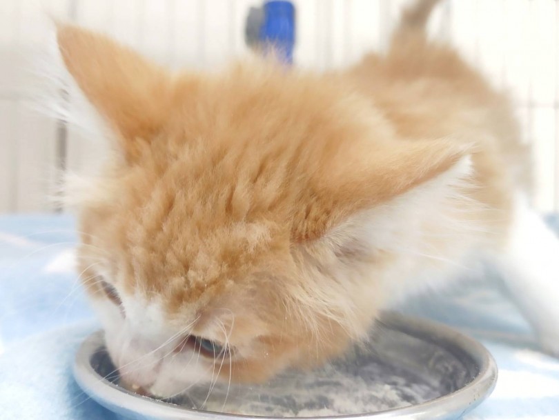 寝て、遊んで、食べて… また寝る！子猫時の生活リズムについて | ノルウェージャンフォレストキャット （512783） - 本羽田店