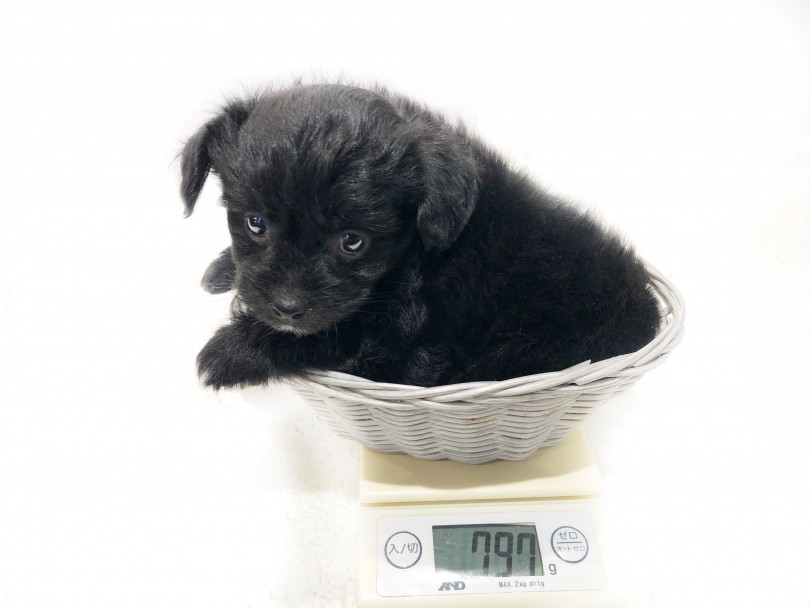 大き過ぎず、小さ過ぎず、ちょうど良い大きさ | MIX犬 チワプー (11884) - 横浜 白楽店