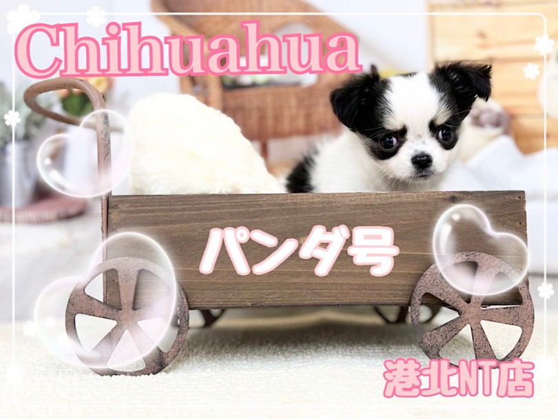 【 チワワ 】個性的な配色がチャームポイント！むっちり短足チワワちゃん