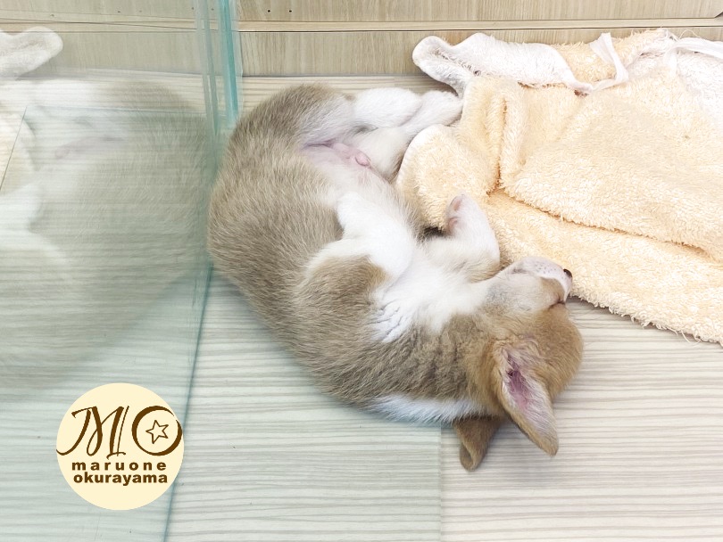 お家に行った後もワンちゃん＆飼い主さまが楽しいドッグライフを過ごせるよう全力でサポートさせていただきます♡ | コーギー （6131131） - 横浜 大倉山店
