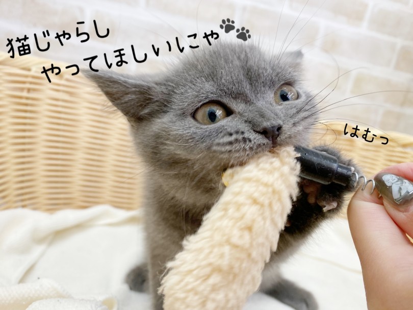 下丸子店のブリちゃんはとってもオススメできる猫ちゃんです | ブリティッシュショートヘア （116652） - 下丸子店