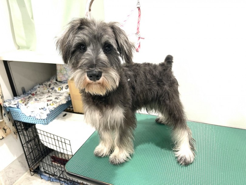 シャンプーが終わりとてもさっぱりしたシュナくん | ミニチュア・シュナウザー （11870） - 横浜 白楽店
