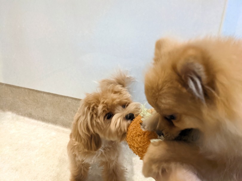 ワクチンプログラムが終了し、他の子との触れ合いも可能になりました！ | MIX犬 マルプー （11866） - 横浜 白楽店