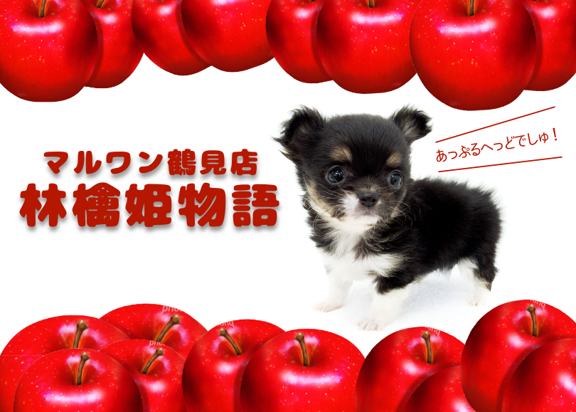 【 チワワ 】動画多め・短足歩行が可愛すぎて昇天！圧巻のキューティーパピー！