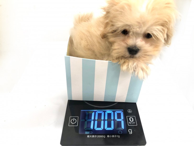 将来的には3.0～5.0㎏になる予想 | MIX犬 プーズー （118626） - 城山店