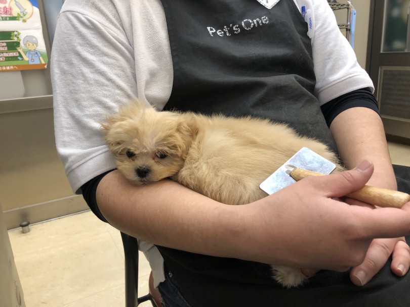 お父さんはトイプードル | MIX犬 プーズー （118626） - 城山店