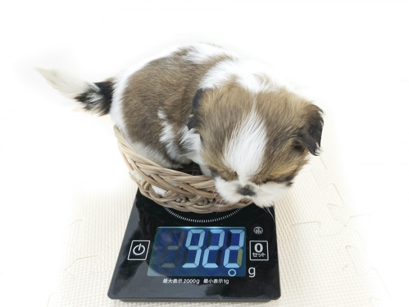 生後60日時点での体重は922g | シーズー （814729） - 大和 相模大塚店