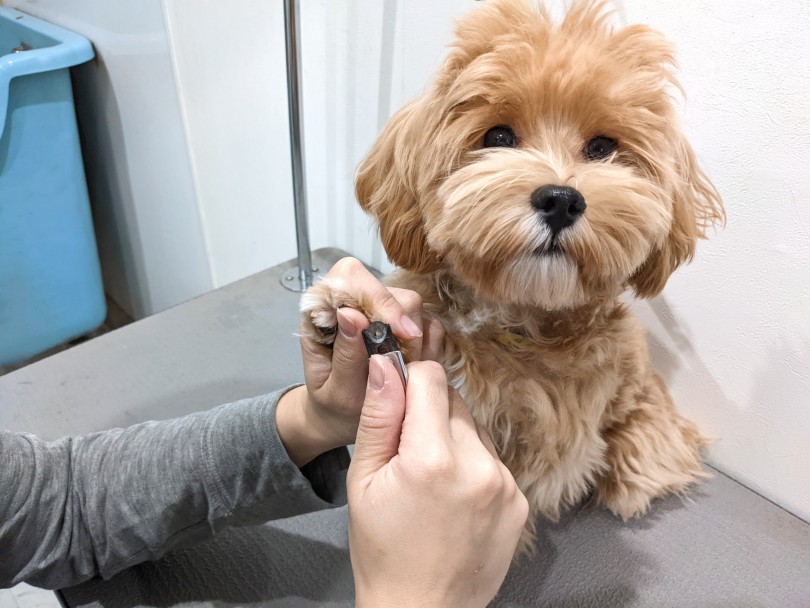 お手入れしてみよう! | MIX犬 マルプー （11866） - 横浜 白楽店