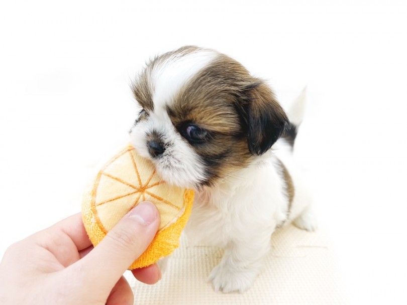 遊び好き＆温厚な性格は飼いやすさ抜群！ | シーズー （814729） - 大和 相模大塚店