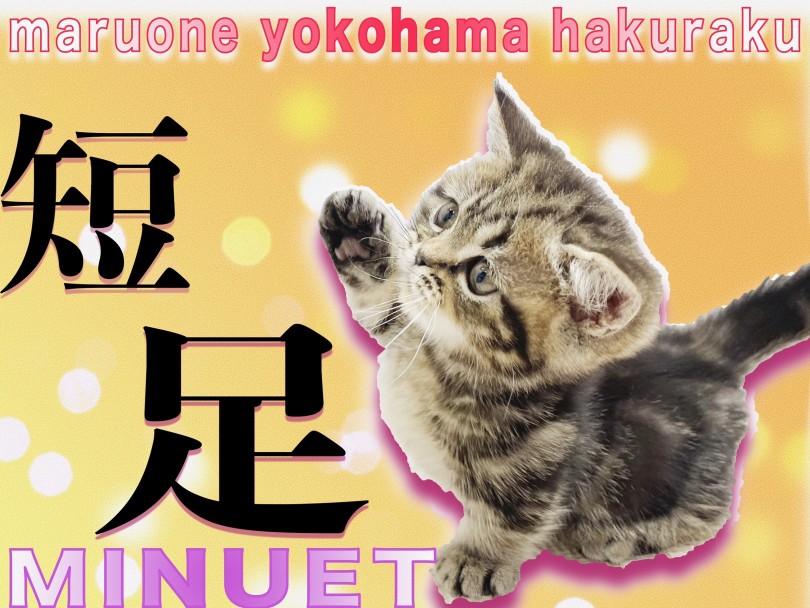 【 ミヌエット 】マンチカンだけじゃ無い！短足丸顔で大注目ニャンコ！