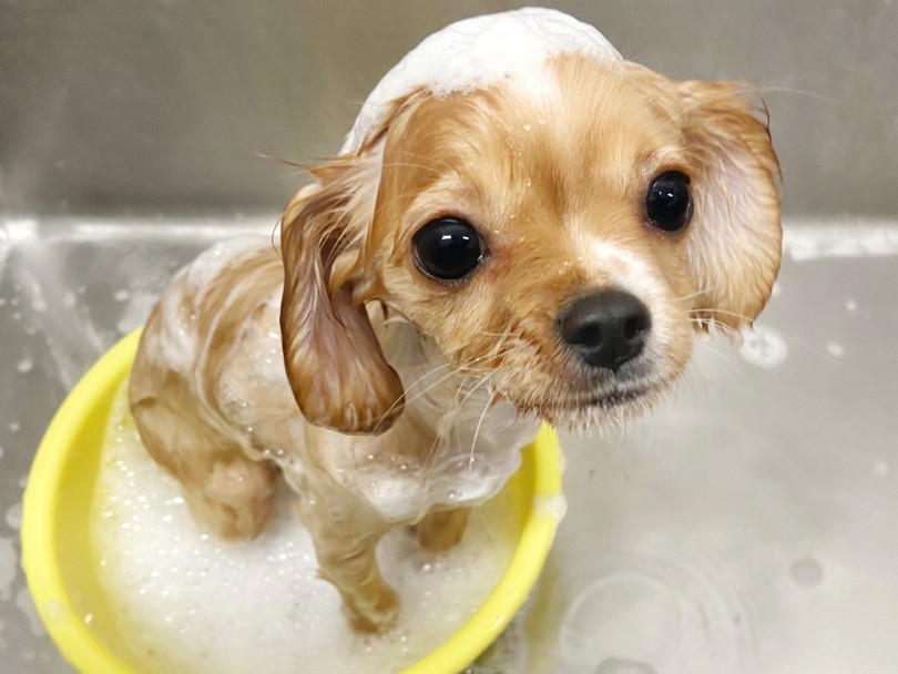 お手入れも難なくこなせる優秀ボーイ！ | MIX犬 チワキャバ （914725） - 板橋 志村坂下店