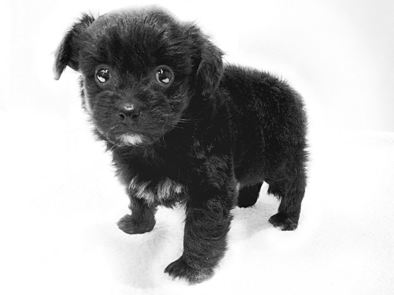 性格は、おっとりとして、優しい性格、人に甘えるのが大好きな子です | MIX犬 チワプー (11884) - 横浜 白楽店