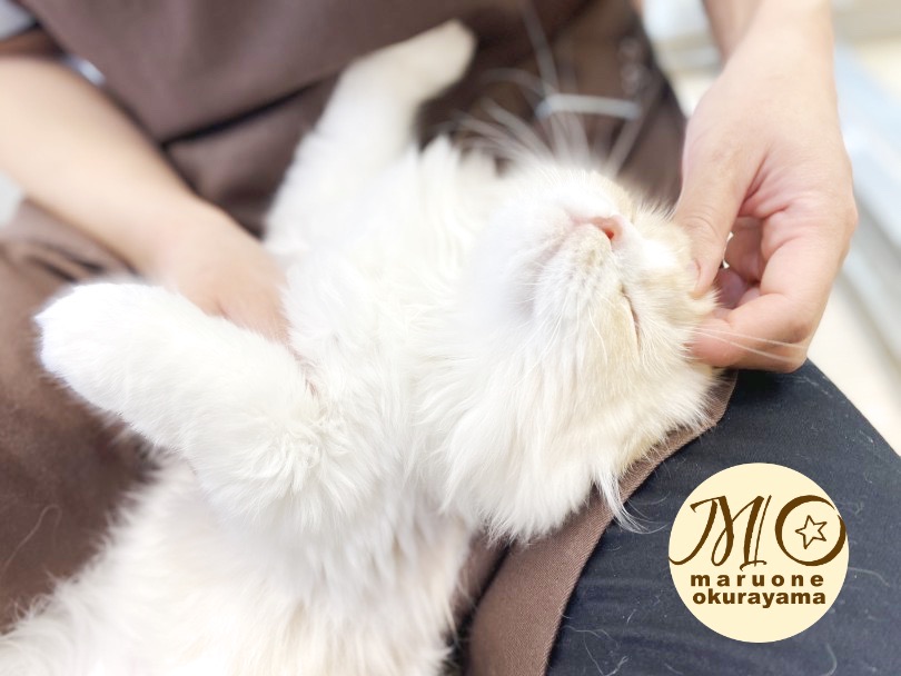 「さぁ！撫でていいよ」と言わんばかりにお顔を近づけて猛アピール♡ | スコティッシュフォールド （6131104） - 横浜 大倉山店