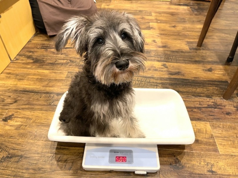 生後6ヶ月ごろのシュナくんの体重は5kg | ミニチュア・シュナウザー （11870） - 横浜 白楽店