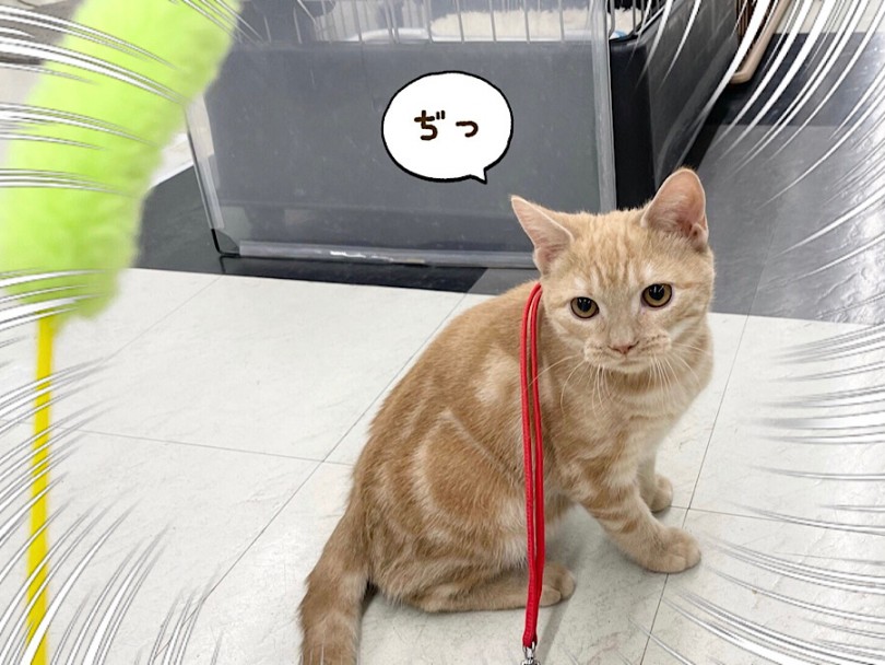 とってもフレンドリーなアメショくん | アメリカンショートヘア （312073） - 横浜 港北ニュータウン店