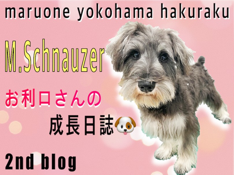 【 ミニチュア・シュナウザー 】躾＆トリミング慣れOK！お利口さんの2nd記事！