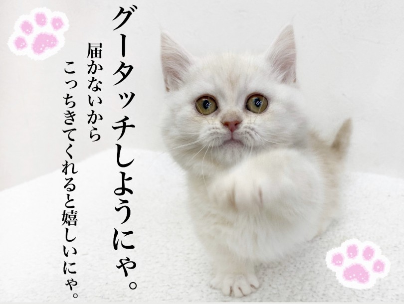 短足猫パンチでグータッチ | マンチカン （116661） - 下丸子店