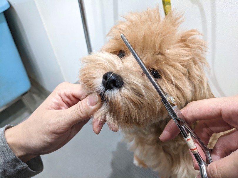 目の周りのカット | MIX犬 マルプー （11866） - 横浜 白楽店