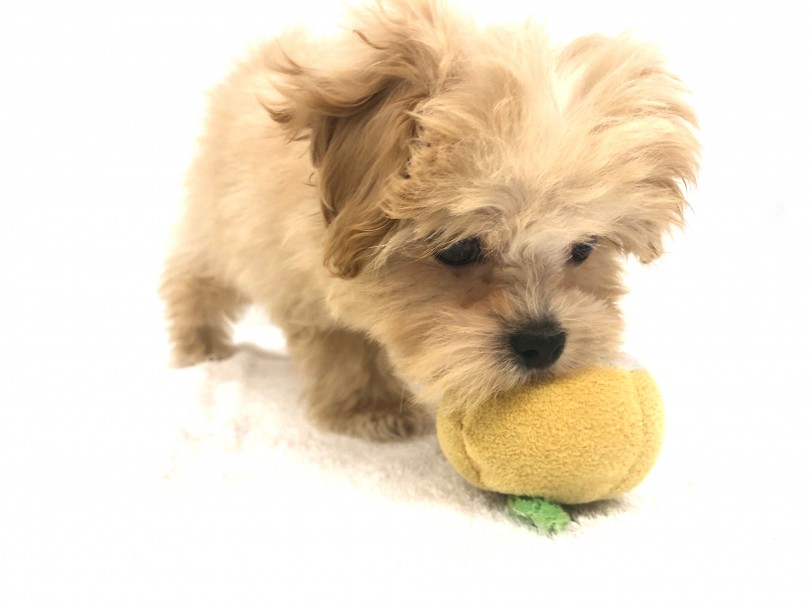 人懐っこさや社交性の高さはトイプードルの血筋 | MIX犬 プーズー （118626） - 城山店
